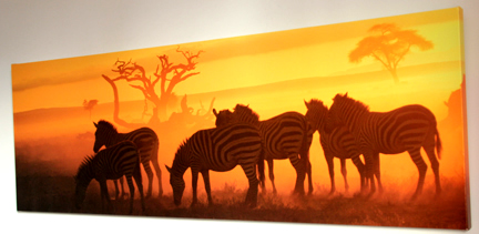 Zebra Sunrise